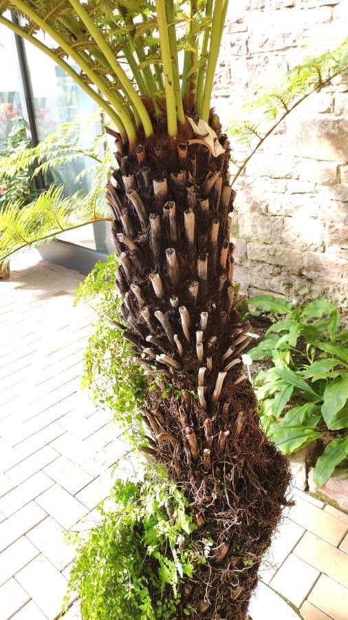 Balantium antarcticum bark