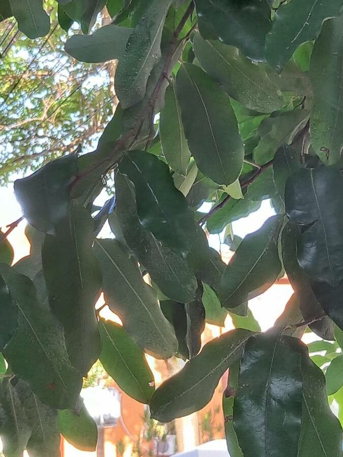 Licania tomentosa — search result for 'Chrysobalanaceae'