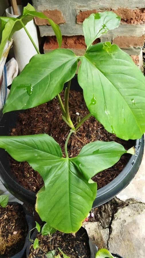 Syngonium hoffmannii leaf