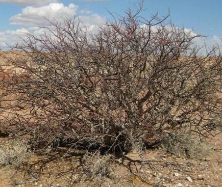 Commiphora angolensis habit