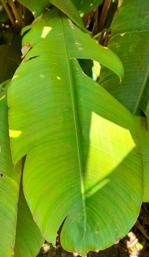 Heliconia subulata leaf
