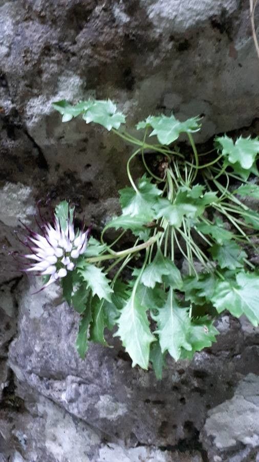 Physoplexis comosa leaf