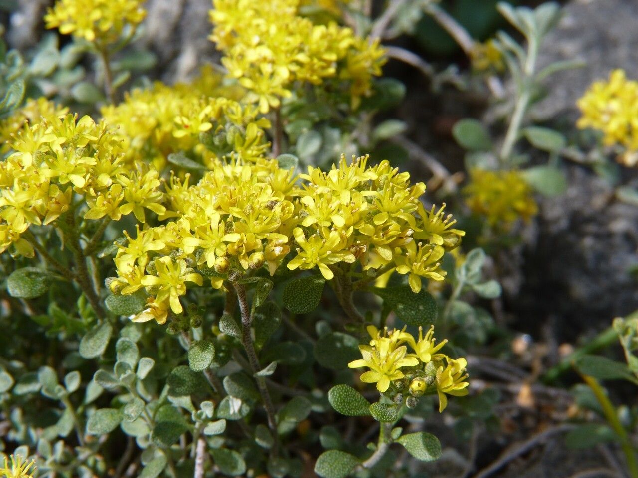 Alyssum robertianum flower