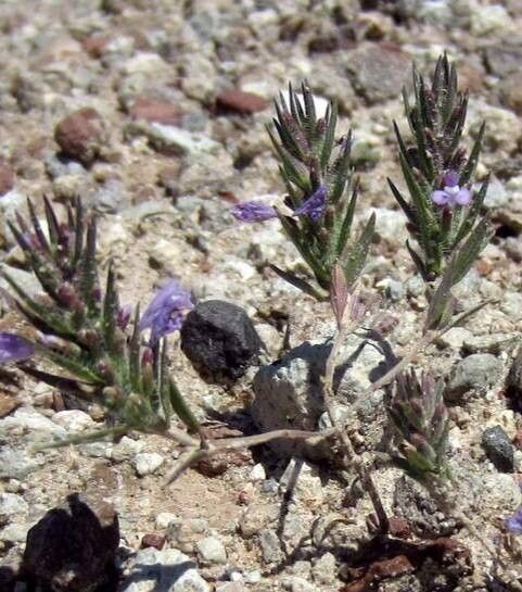 Ziziphora tenuior flower