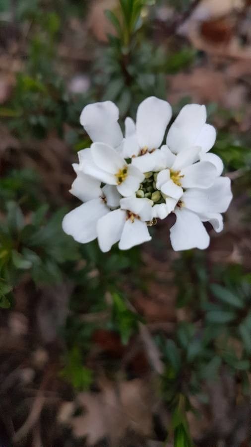 Iberis ciliata flower
