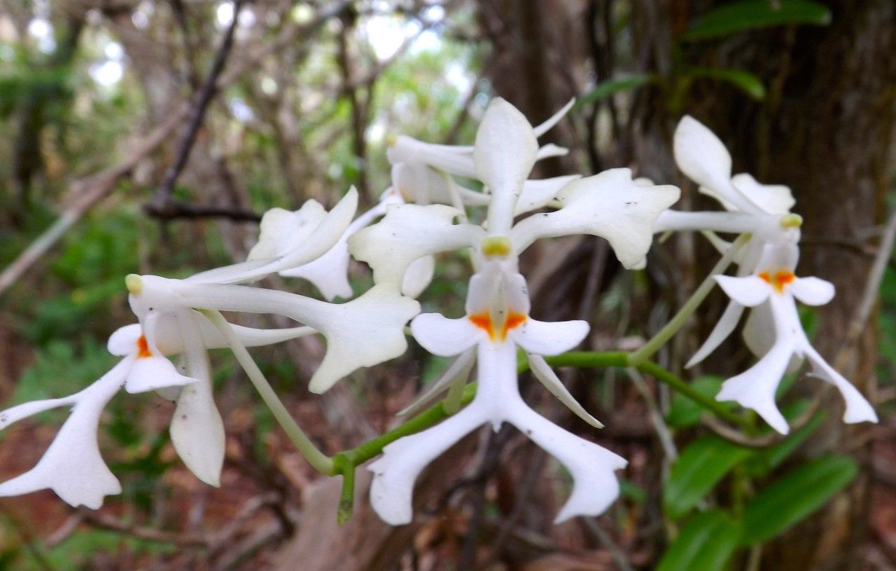 Cryptopus elatus flower