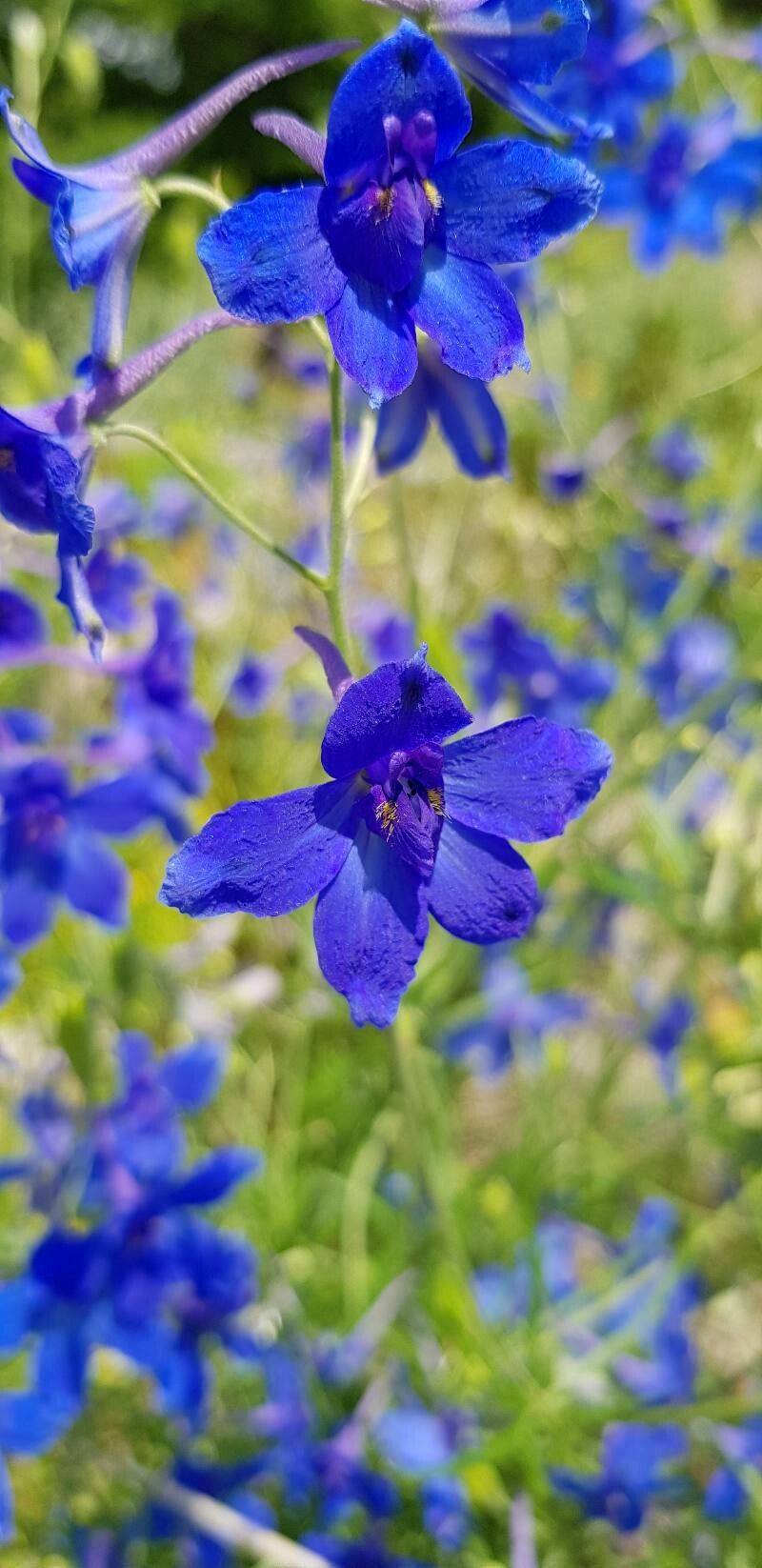 Delphinium likiangense flower