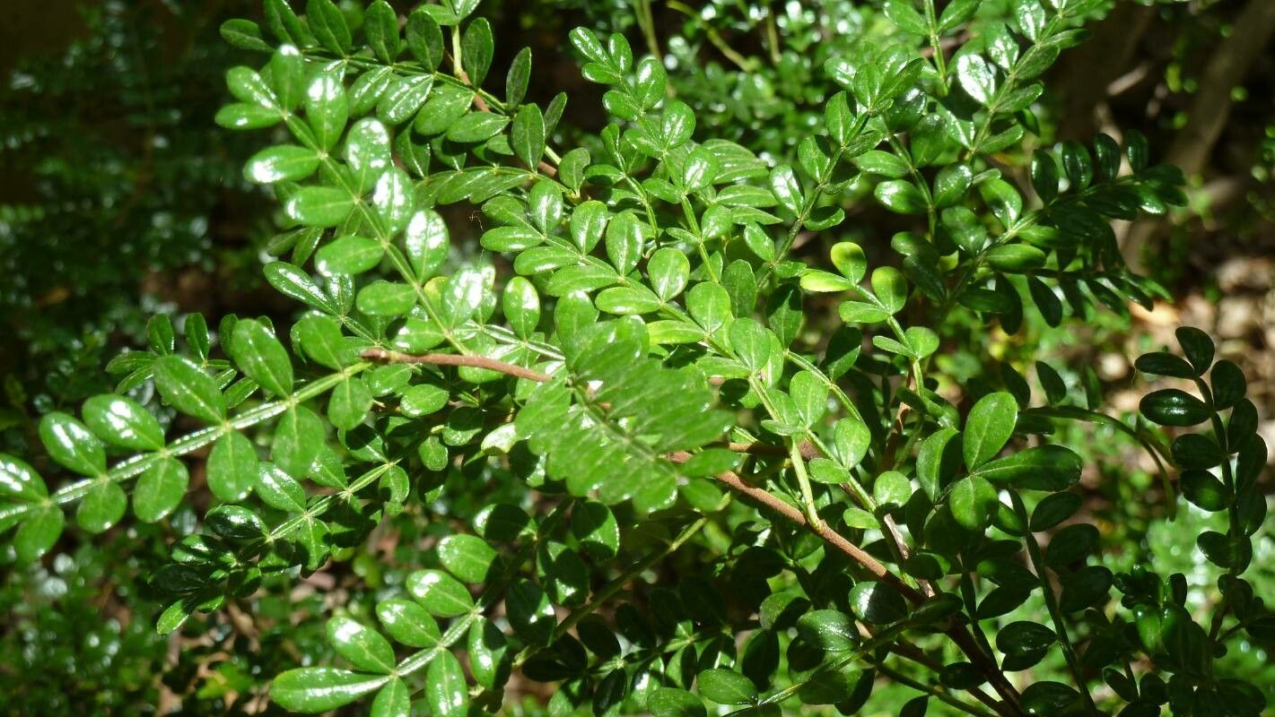 Zanthoxylum fagara leaf