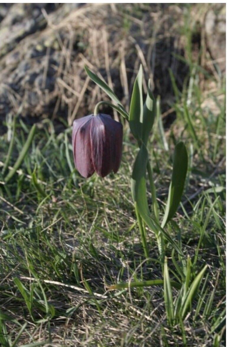 Fritillaria macedonica — houseplant care guide