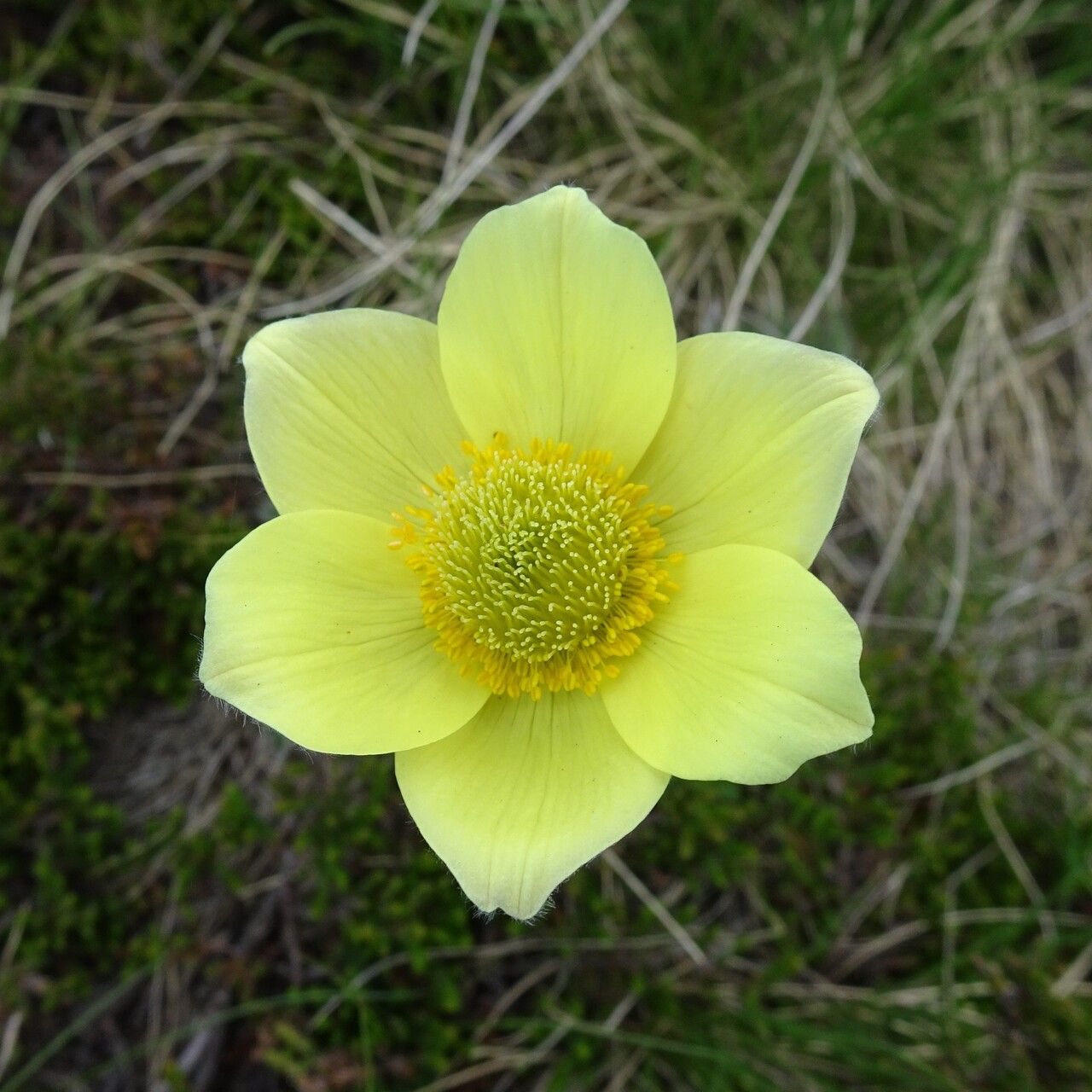 Anemone alpina flower