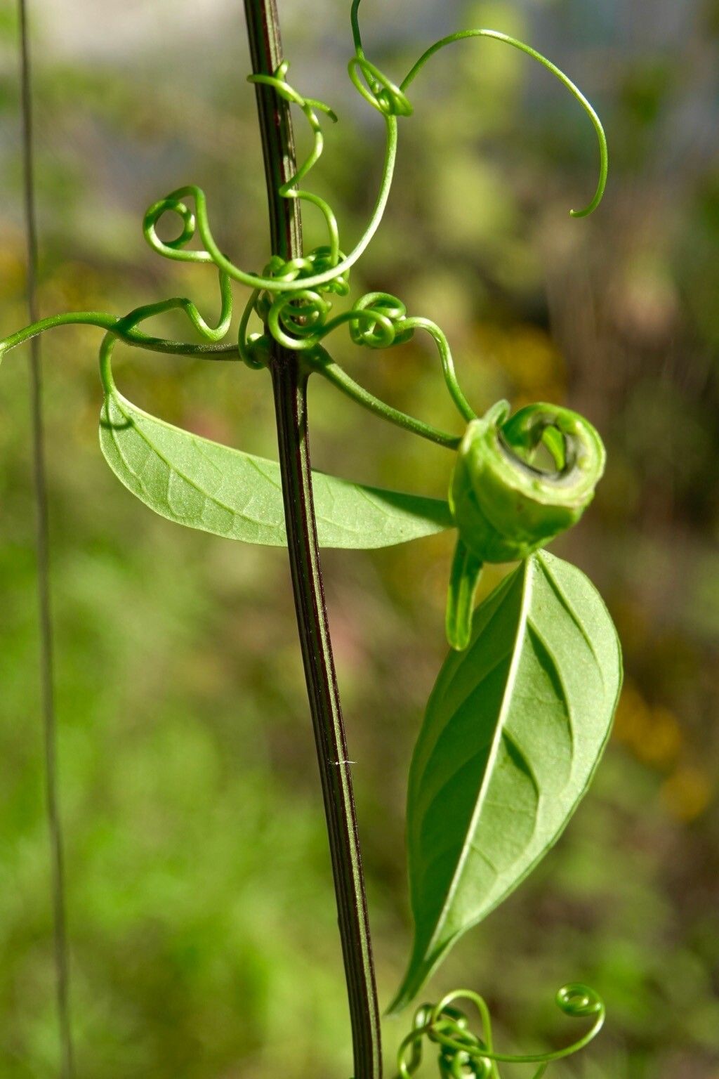 Momordica enneaphylla — search result for 'Momordica'