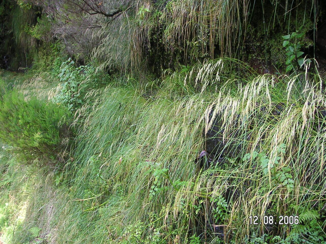 Deschampsia argentea — related species from the same genus