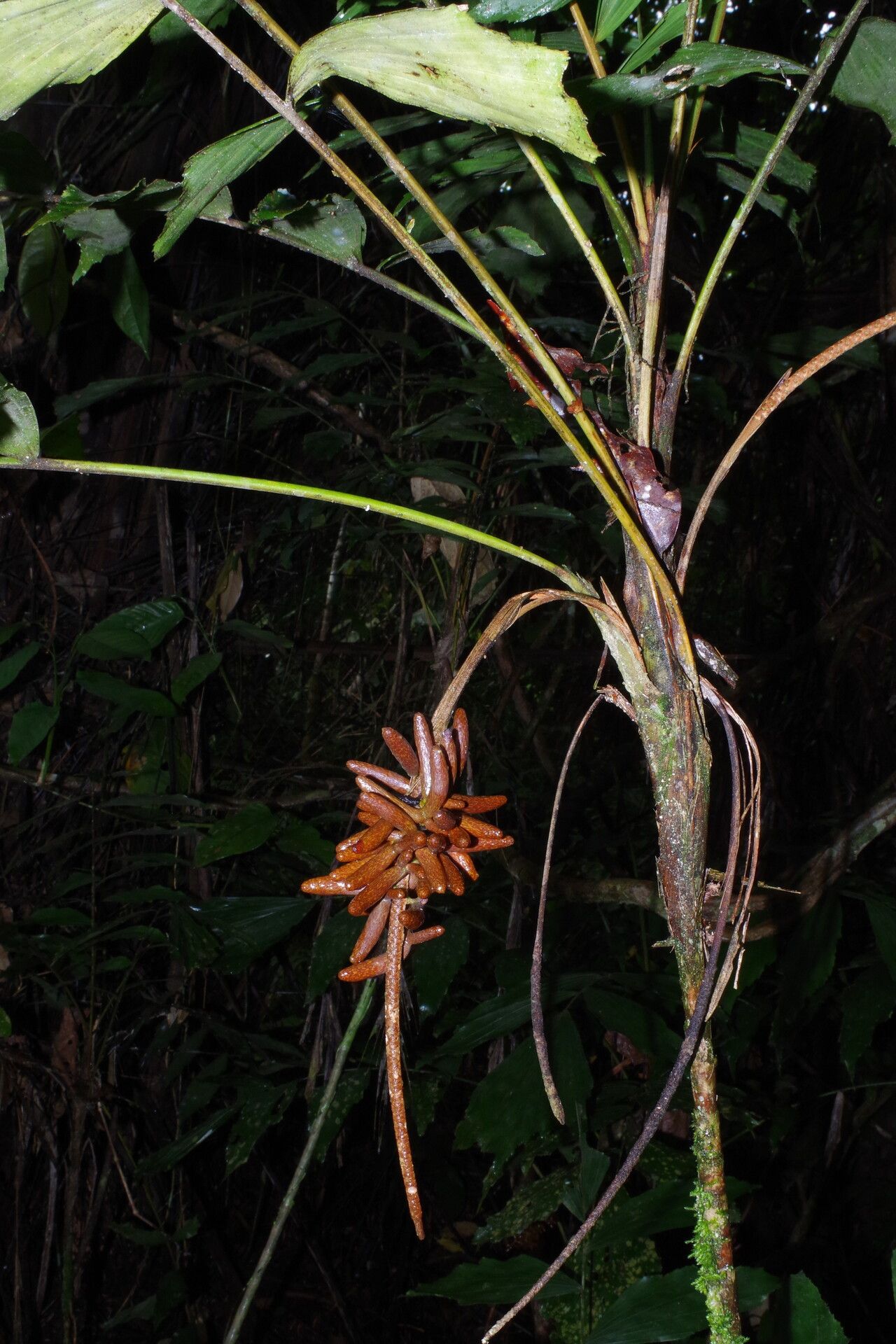 Podococcus barteri fruit