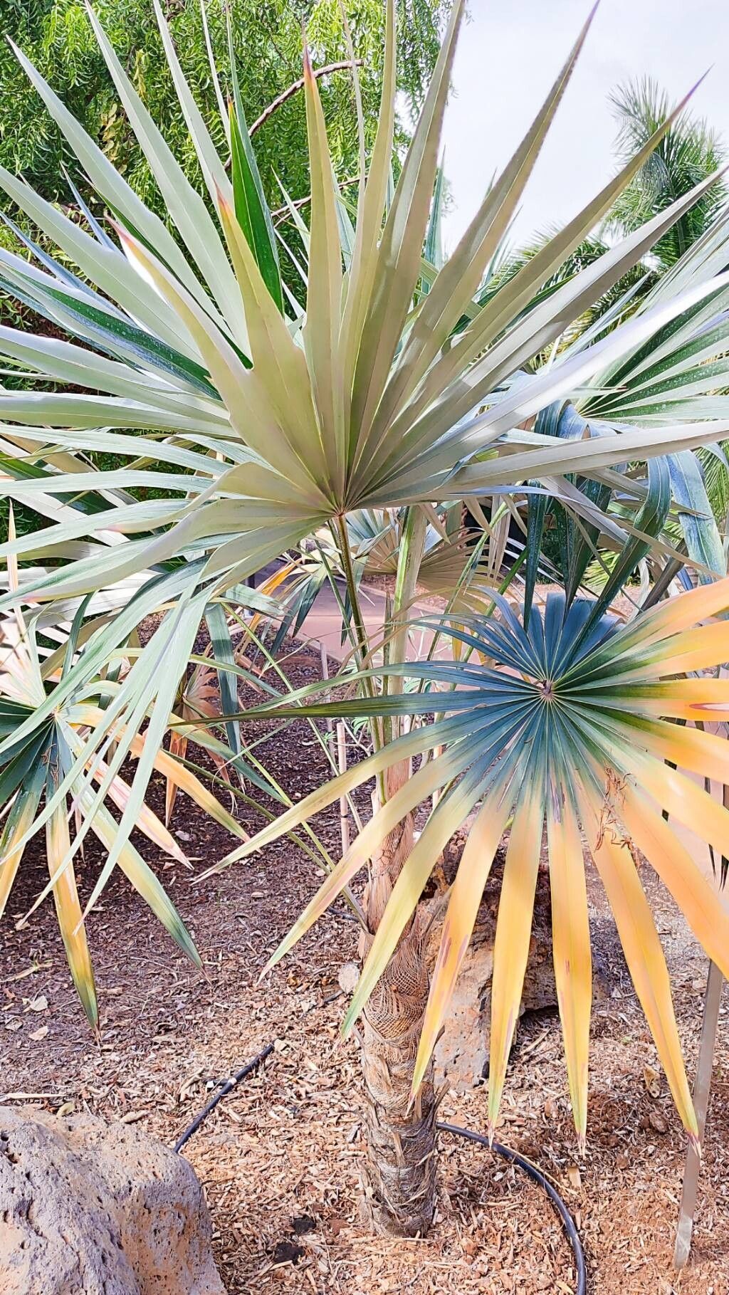 Coccothrinax pauciramosa habit