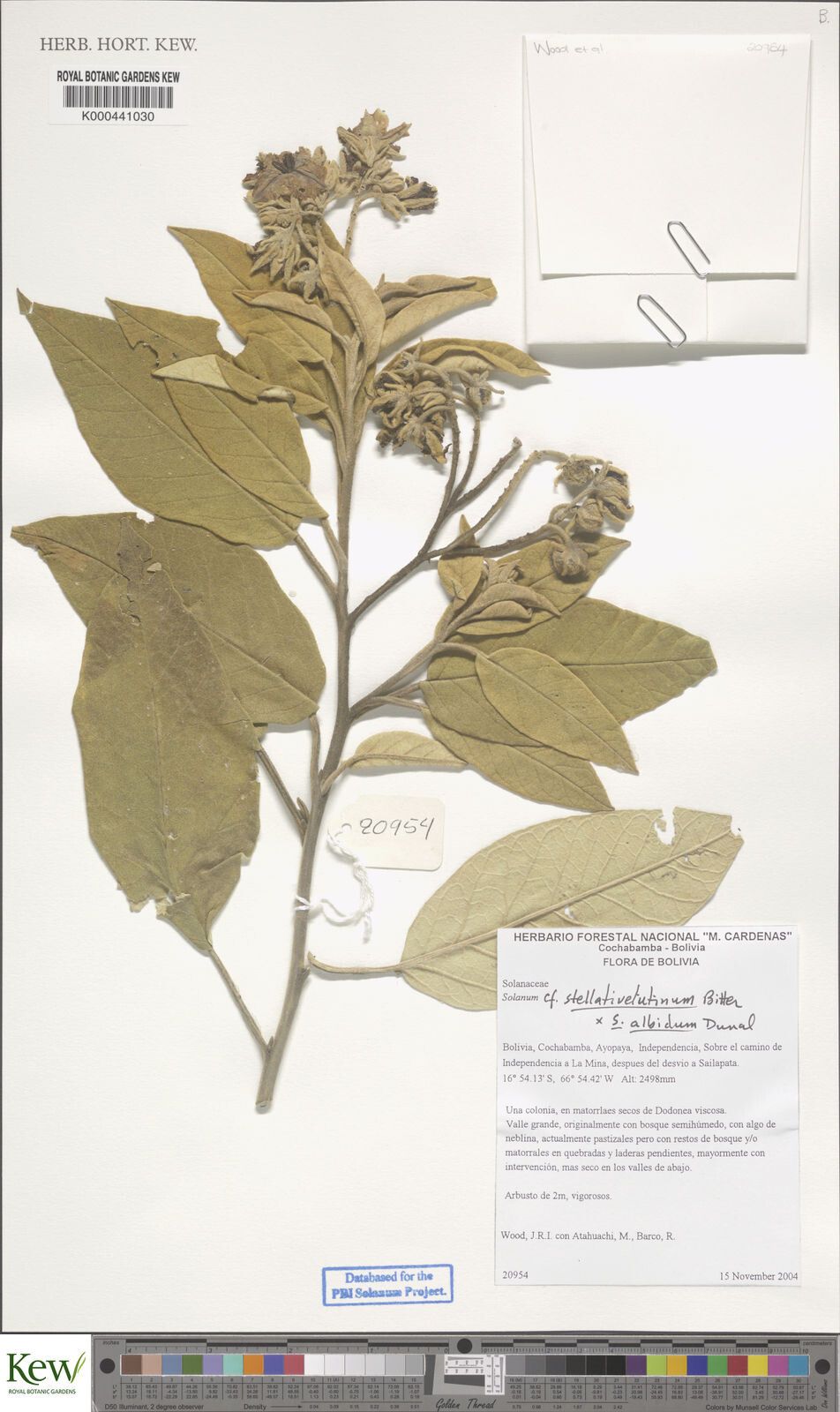 Solanum stellativelutinum — houseplant care guide