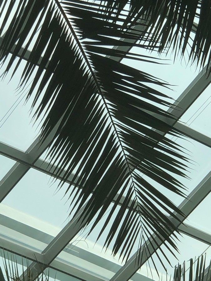 Jubaea chilensis — search result for 'Chile'