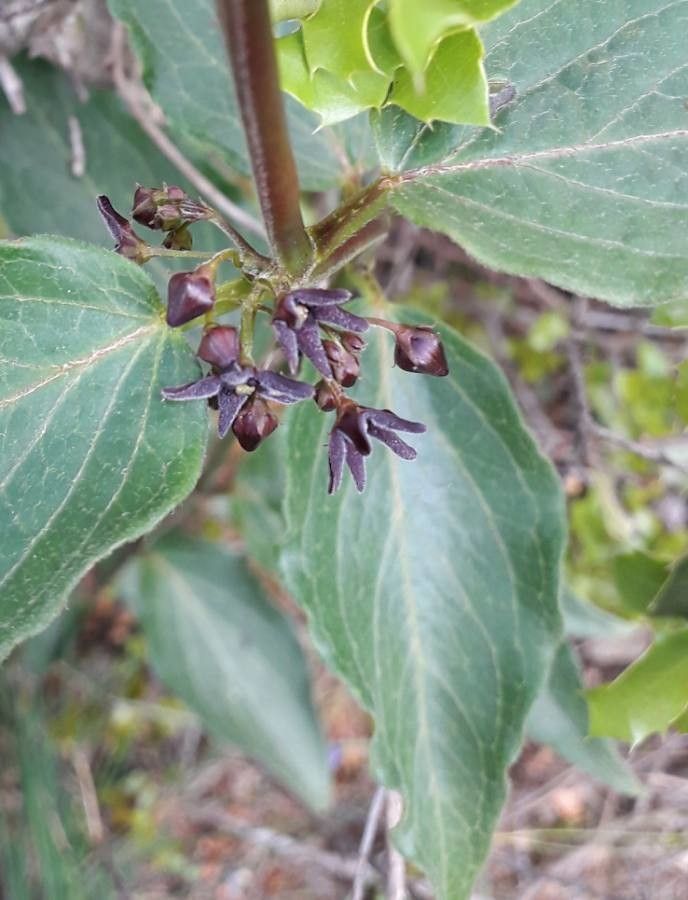 Vincetoxicum nigrum flower