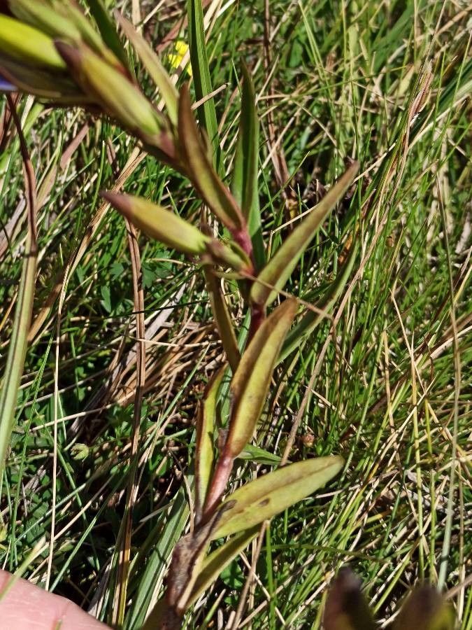 Gentiana pneumonanthe leaf