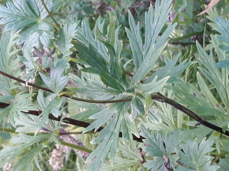 Aconitum degenii leaf
