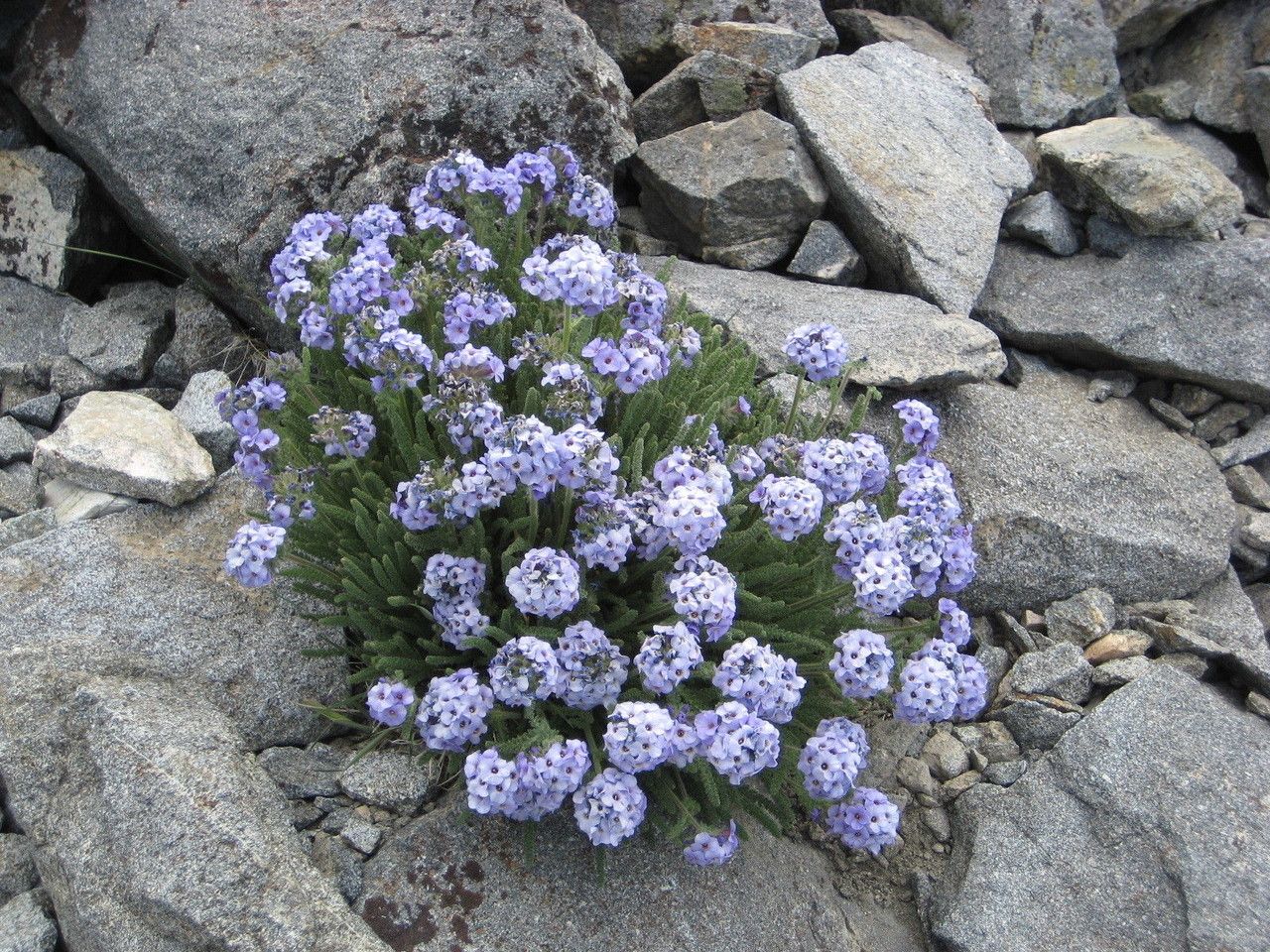 Polemonium eximium habit