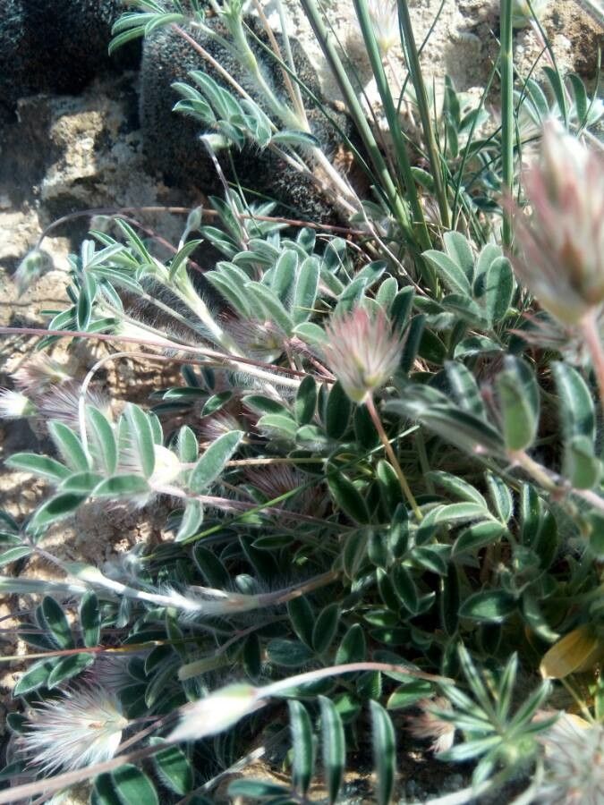 Ebenus pinnata — related species from the same genus