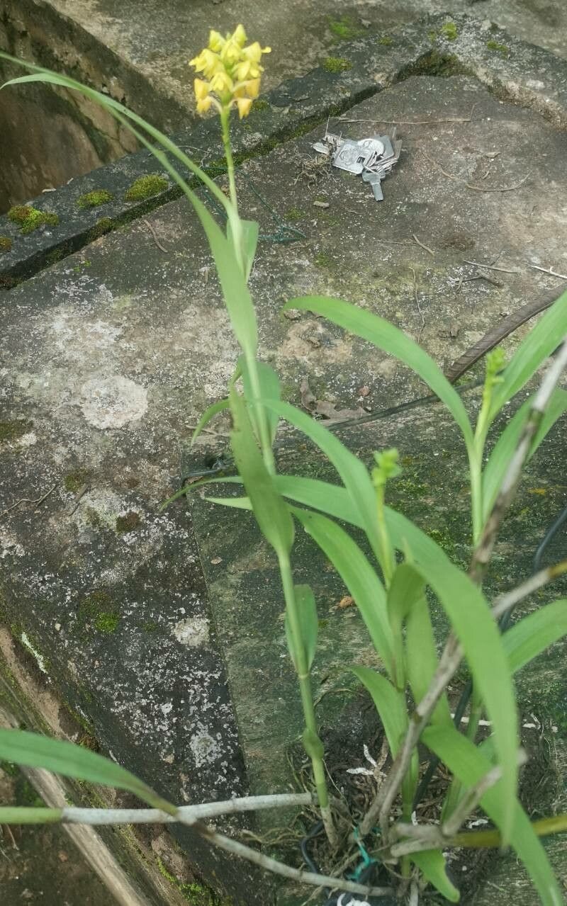 Polystachya pyramidalis habit