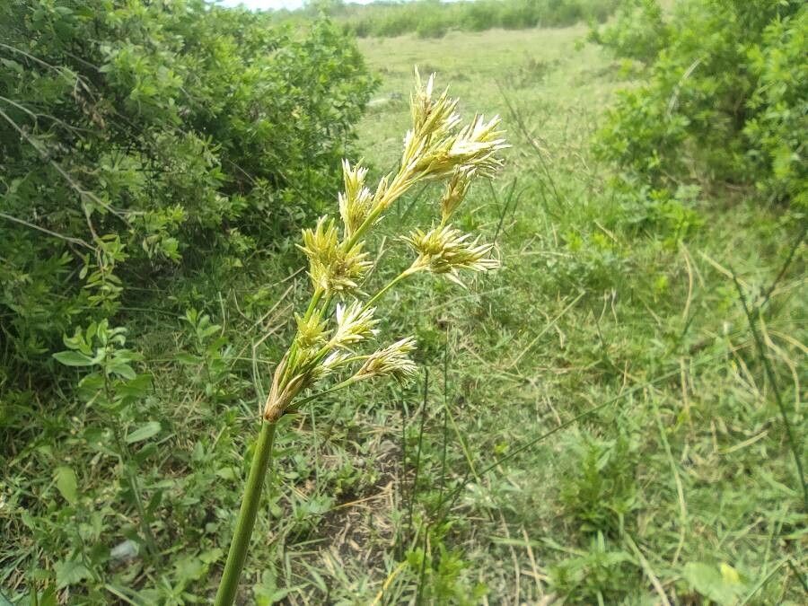 Cyperus articulatus flower