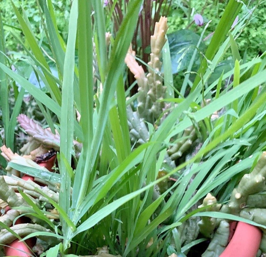 Melasphaerula ramosa — houseplant care guide