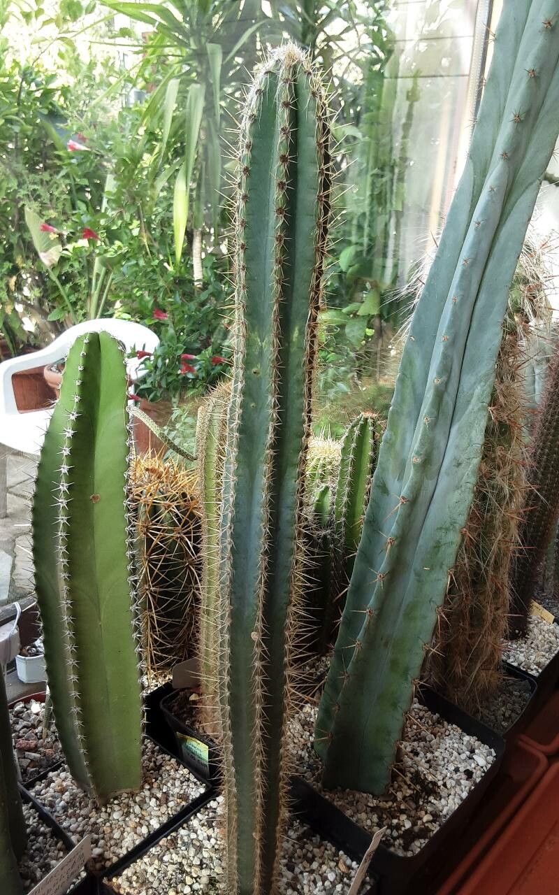 Pilosocereus royenii bark