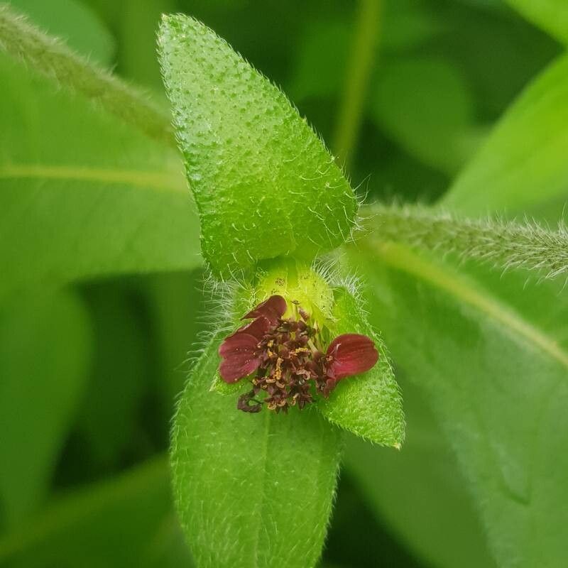 Aspilia kotschyi flower