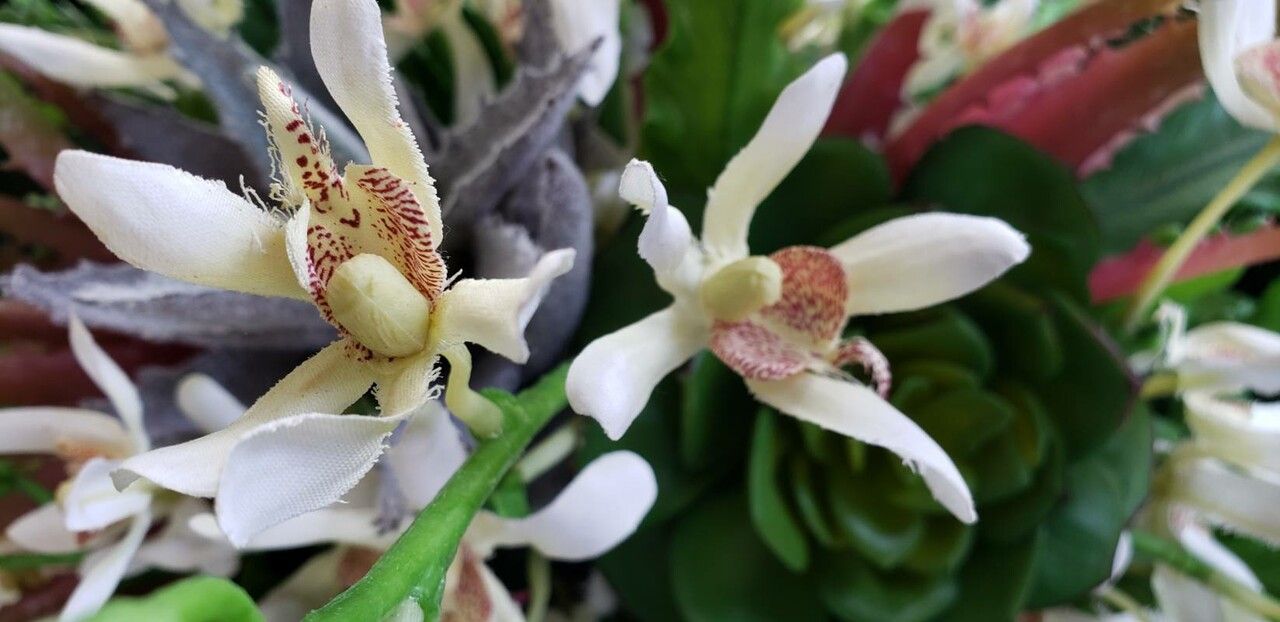 Vanda helvola flower