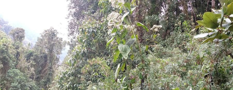 Clibadium grandifolium — related species from the same genus