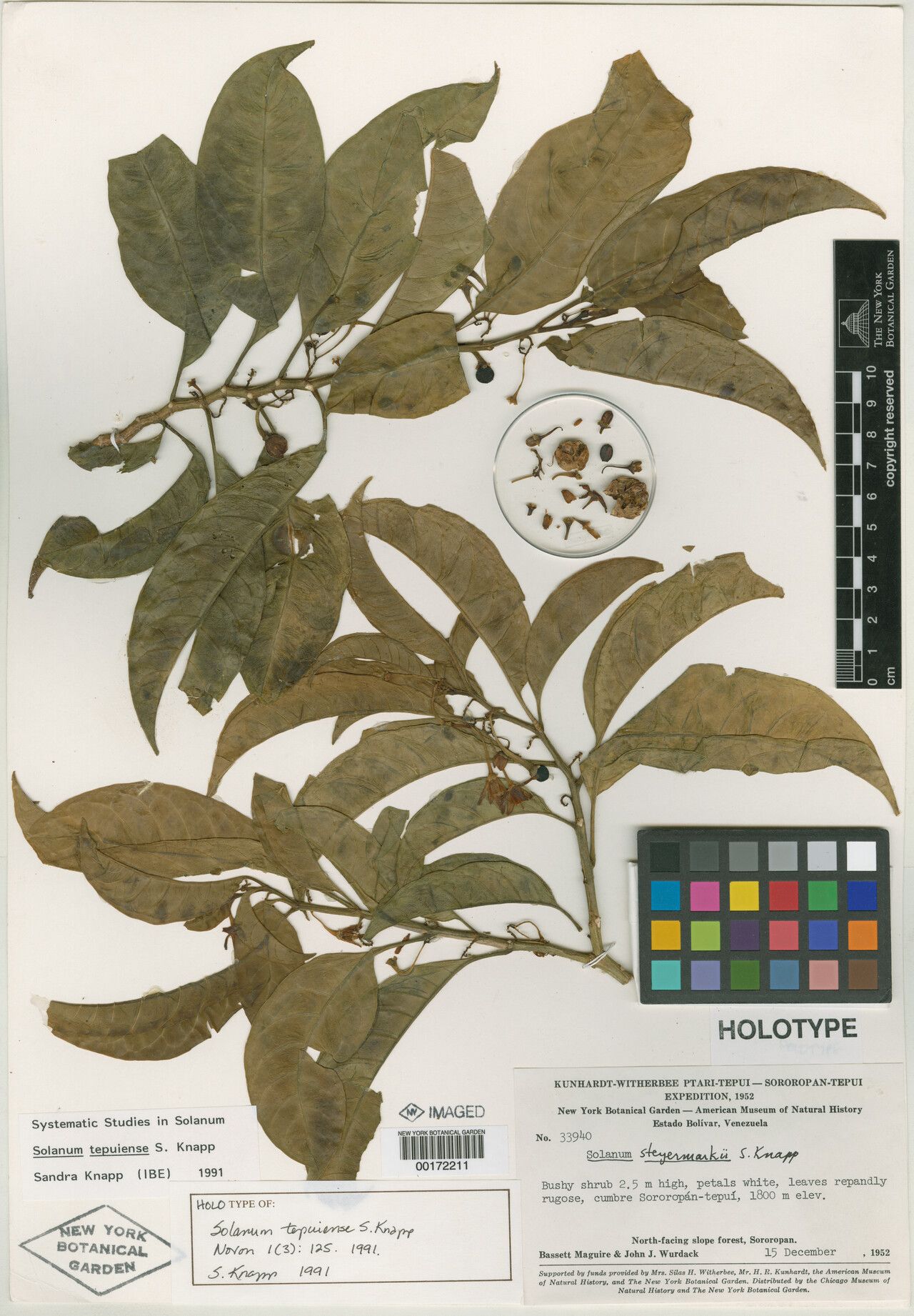 Solanum tepuiense — houseplant care guide