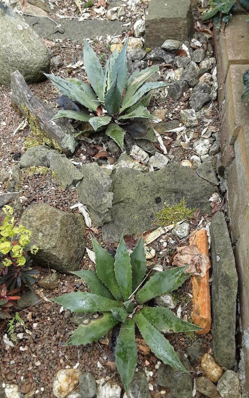 Agave inaequidens leaf