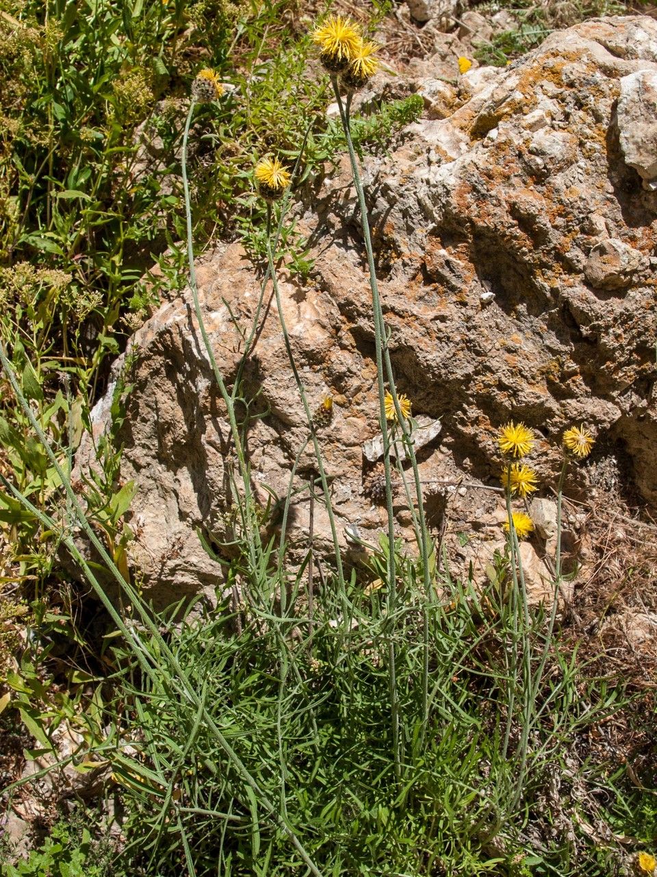Centaurea mannagettae — houseplant care guide