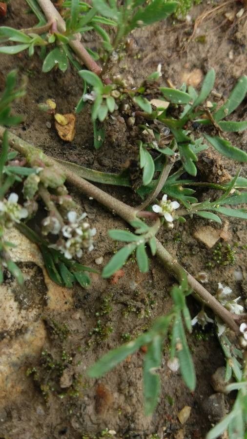 Lepidium squamatum flower