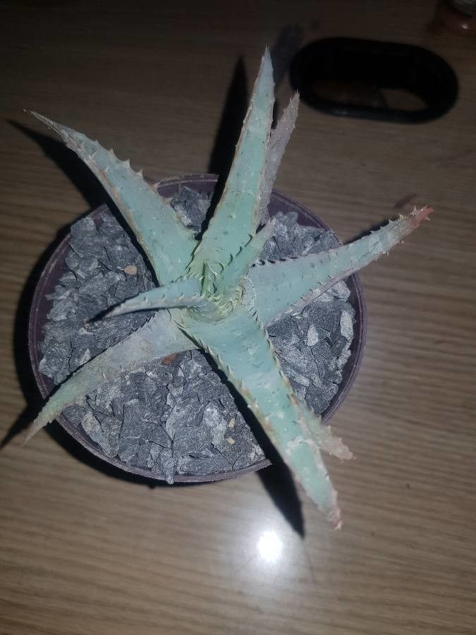 Aloe grandidentata fruit