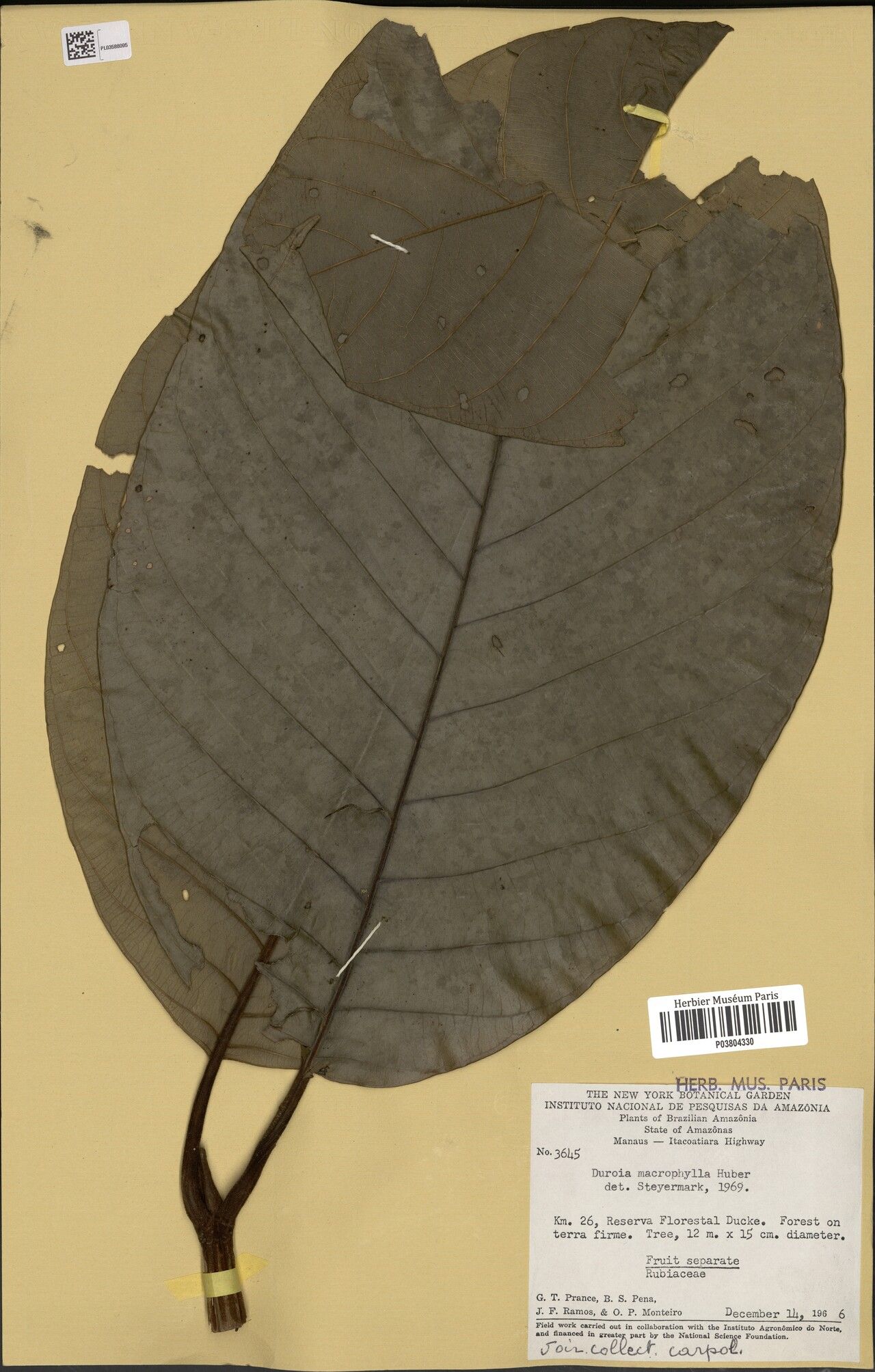 Duroia macrophylla — houseplant care guide