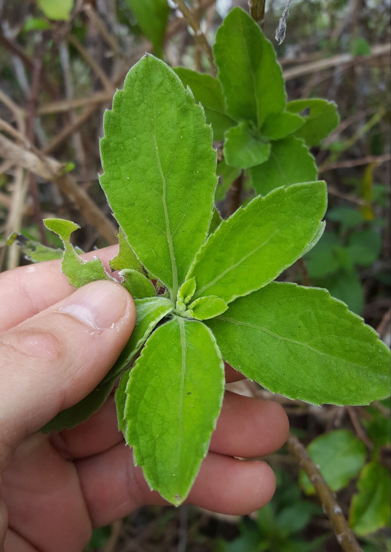 Psiadia montana — houseplant care guide