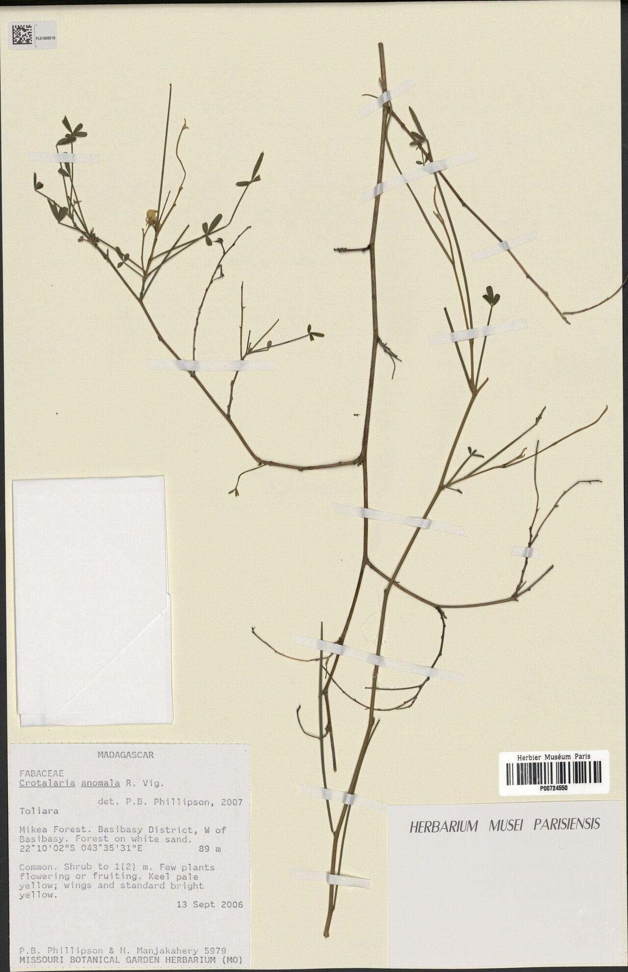 Crotalaria anomala — houseplant care guide