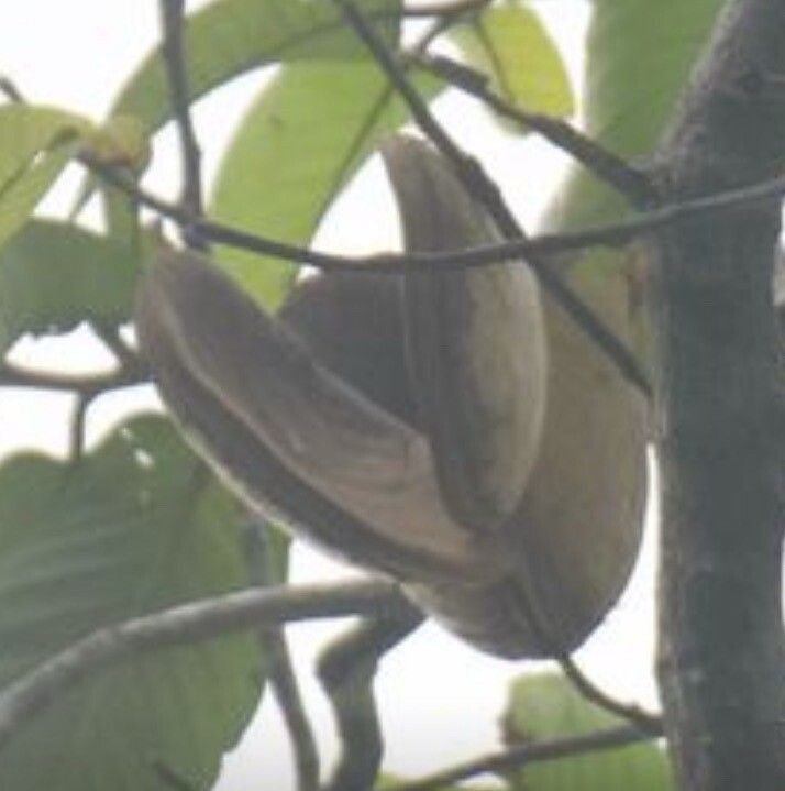 Aspidosperma myristicifolium fruit