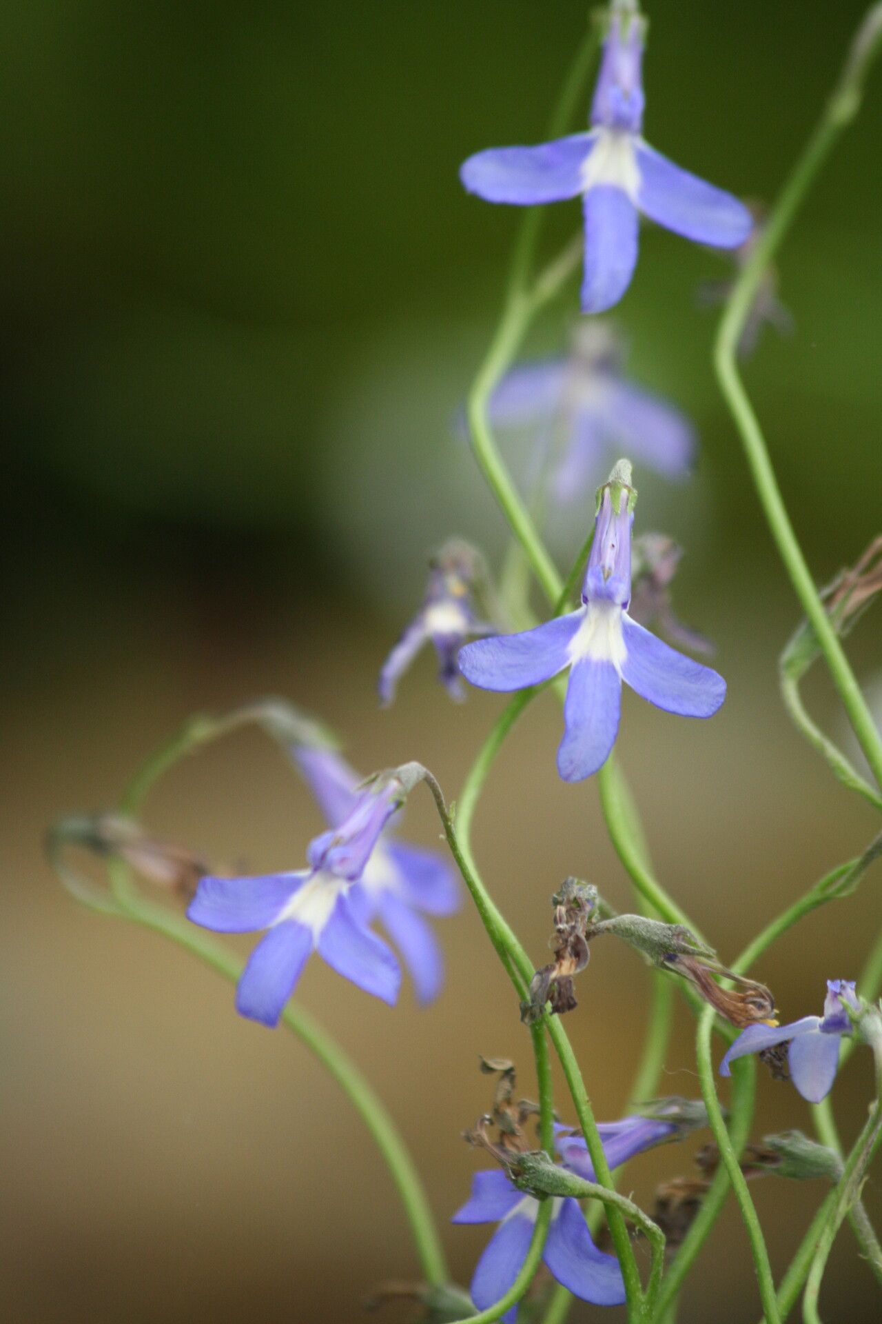 Lobelia preslii flower