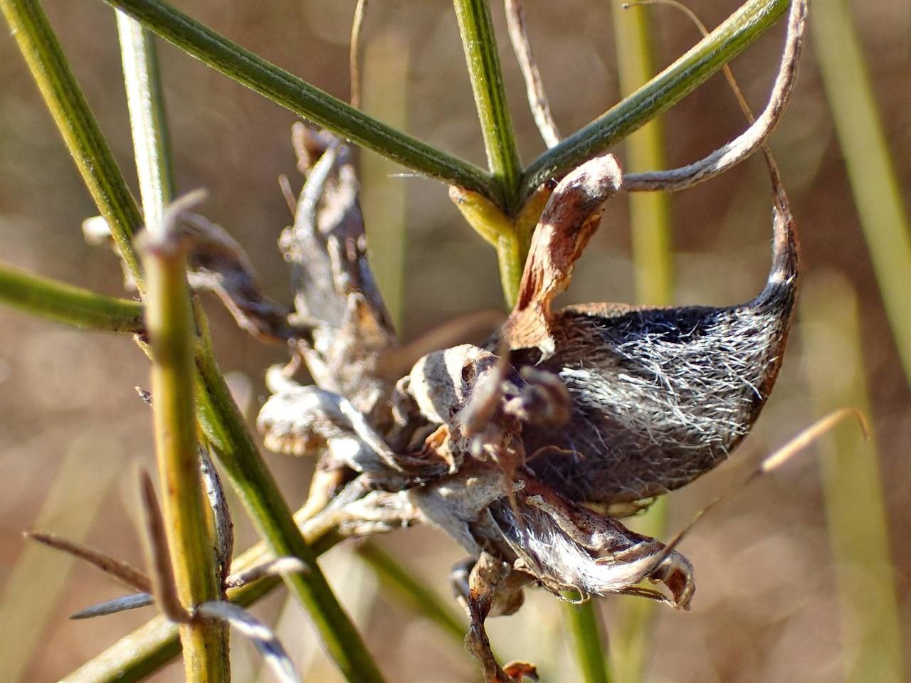 Genista radiata fruit