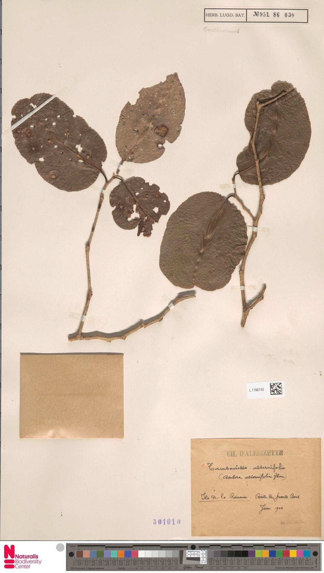 Tambourissa ficus — houseplant care guide