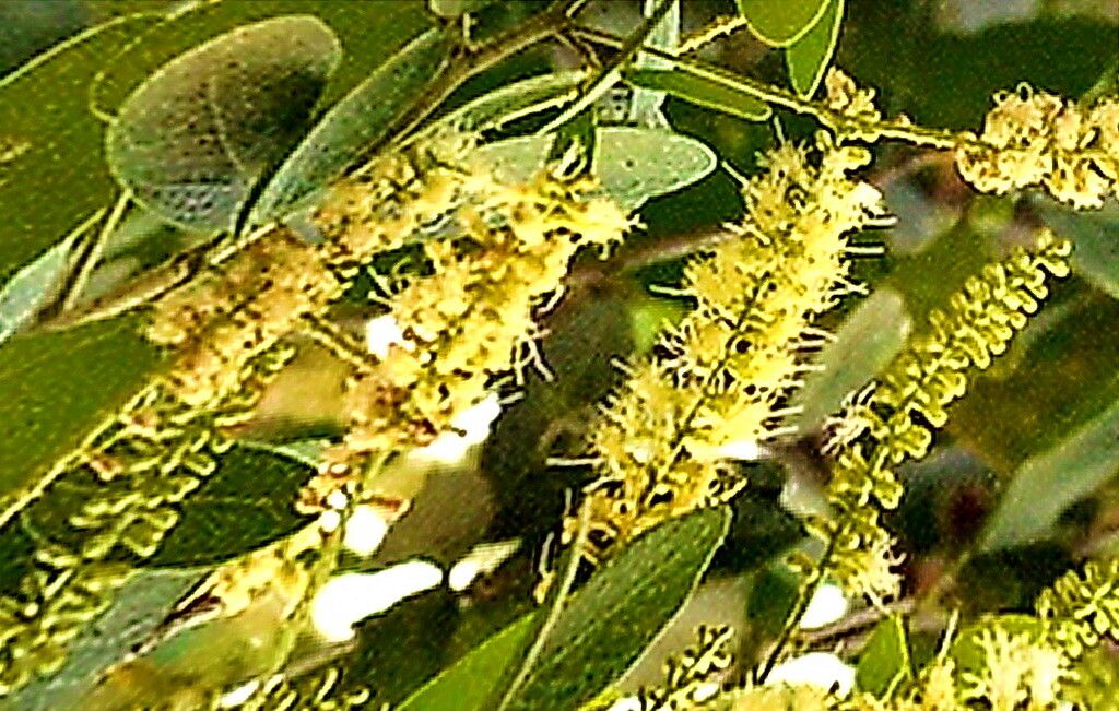 Pithecellobium lanceolatum flower