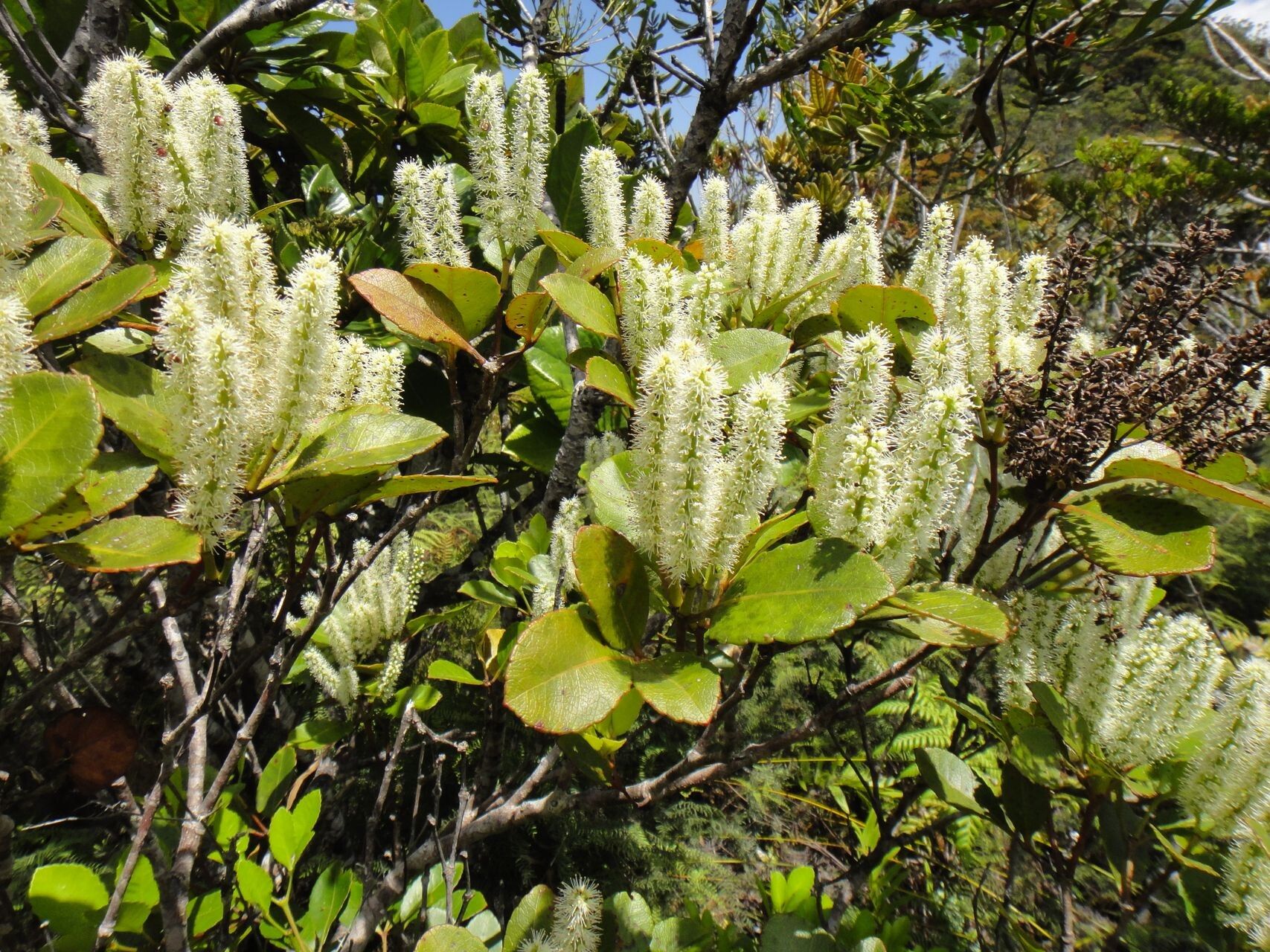 Pterophylla dichotoma flower