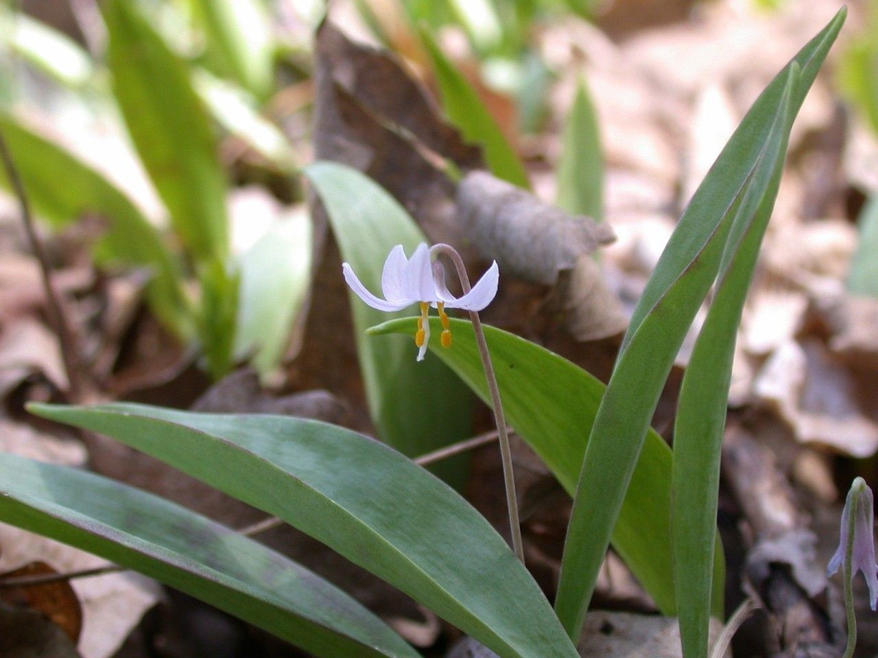 Erythronium propullans — search result for 'Erythronium'