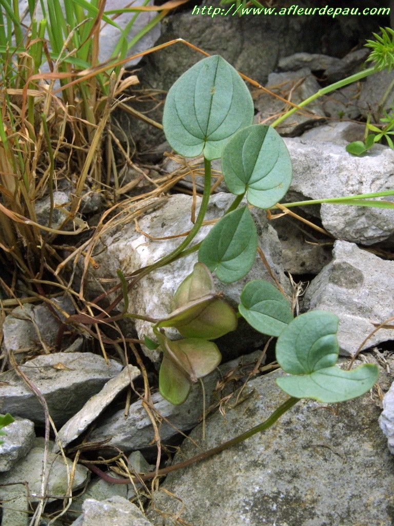 Dioscorea pyrenaica habit