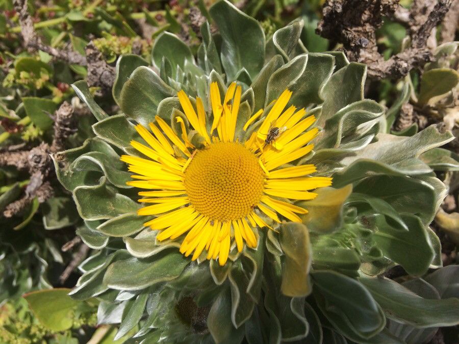 Nauplius sericeus — houseplant care guide