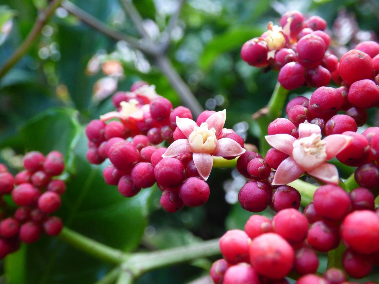 Leea guineensis flower